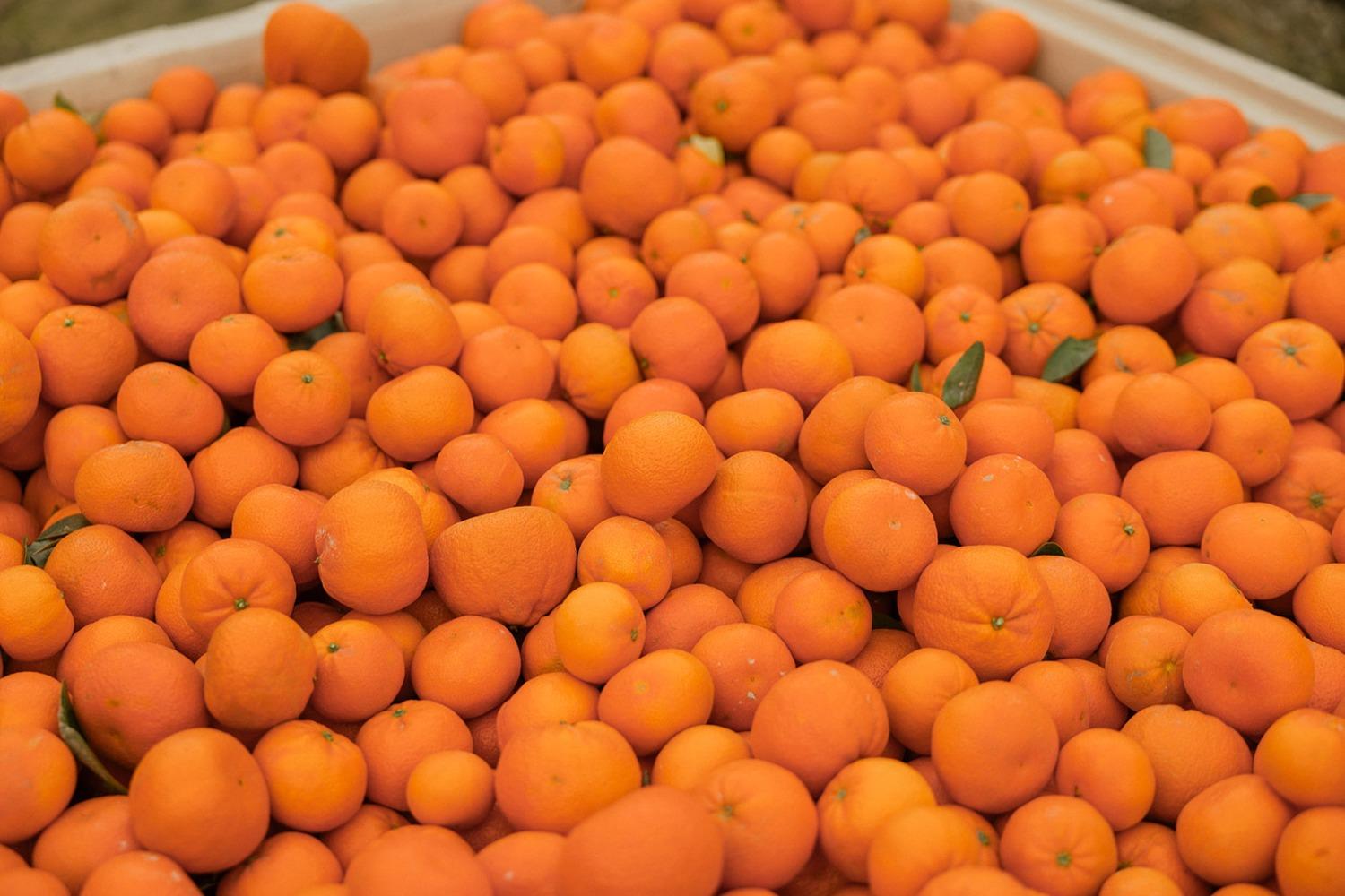 5750 Benicia Ave, Kingsburg, CA 93631